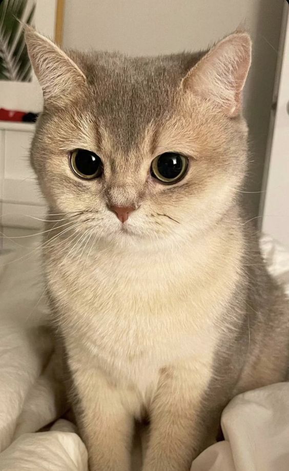 Selamat Sore sobat-sobatku semua